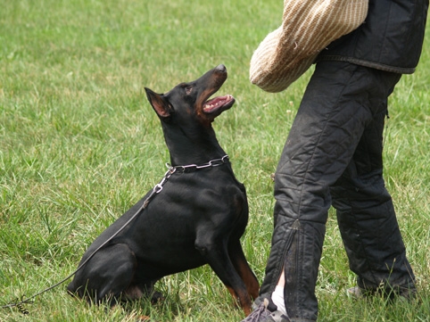 Dogs in training 6/2007